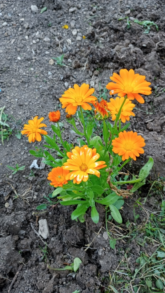 金盏花（菊科金盏花属植物）