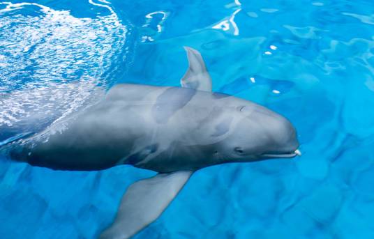 海猪（鼠海豚科海猪属动物）