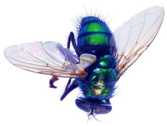 害虫（危害农林作物的生物统称）