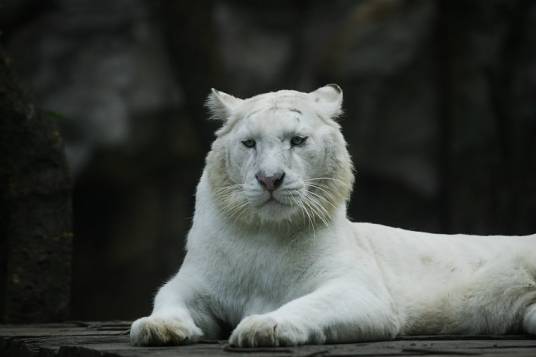 雪虎（猫科豹属动物）