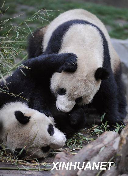 团团圆圆（熊科大熊猫属动物）