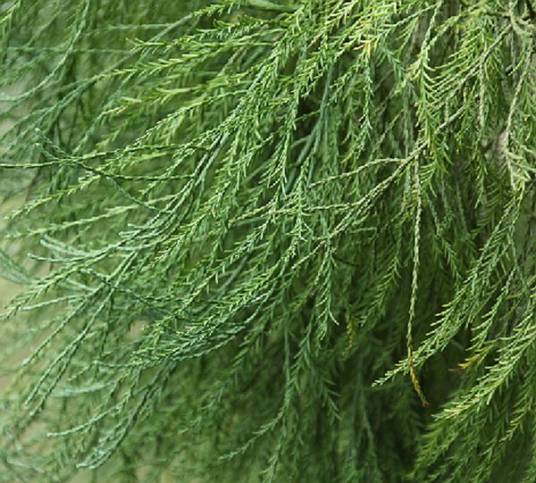 水松(柏科水松属植物)