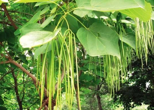 黄金树（紫葳科梓属植物）
