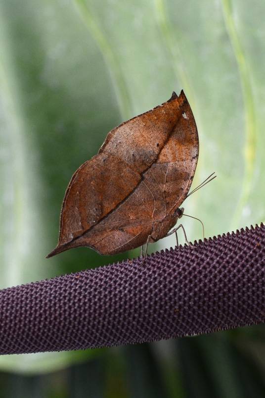 枯叶蛱蝶（蛱蝶科枯叶蛱蝶属动物）