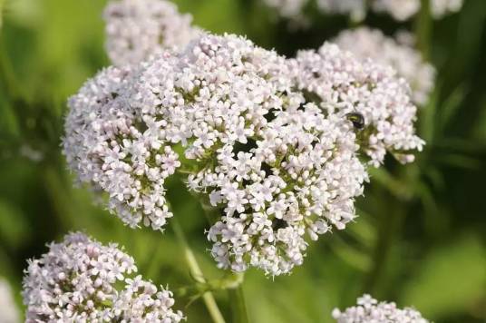 缬草(忍冬科缬草属植物)