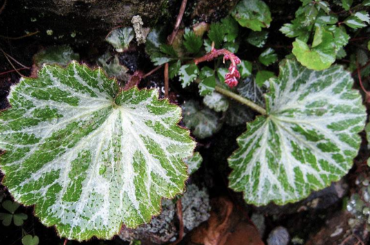 虎耳草(虎耳草科虎耳草属植物)
