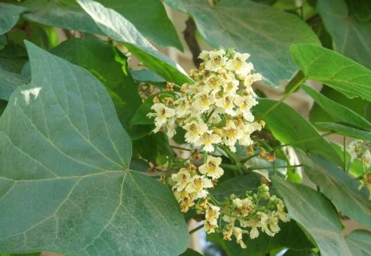 梓（紫葳科梓属植物）