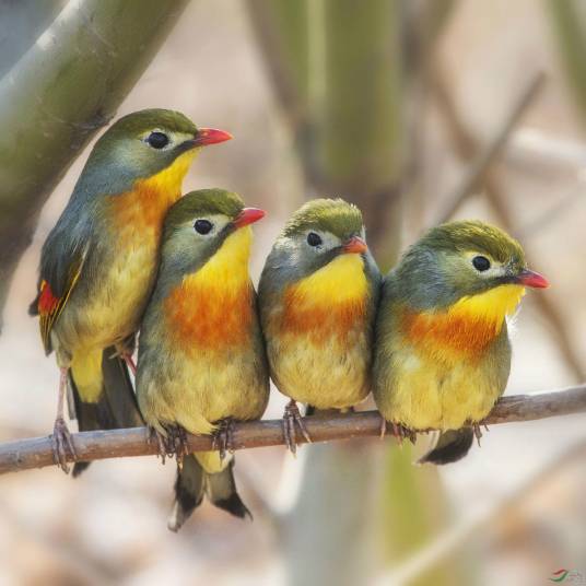 相思鸟（鹟科相思鸟属动物）