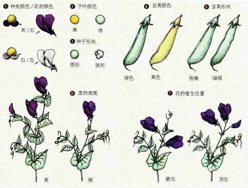 孟德尔豌豆杂交实验