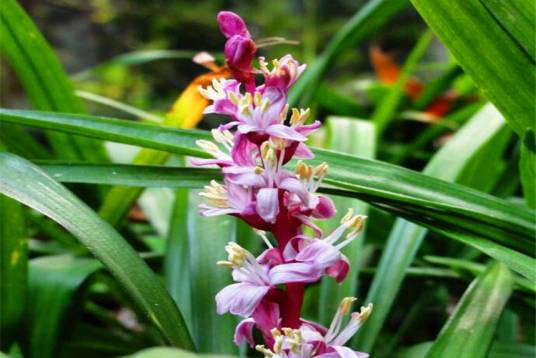 吉祥草(天门冬科吉祥草属植物)