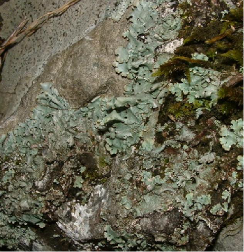 石花（中草药名）