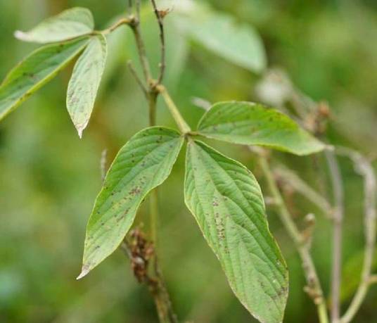 千斤拔（豆科千斤拔属植物）