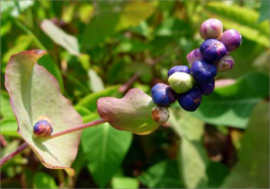 杠板归（蓼科植物杠板归的干燥地上部分）