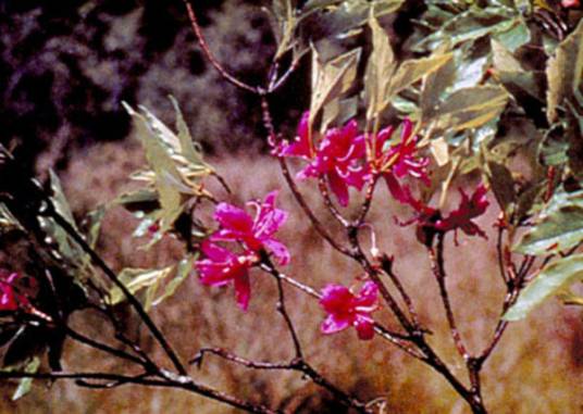 满山红(杜鹃花科杜鹃属植物)