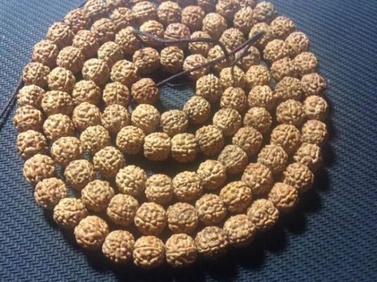 金刚菩提子（双子叶植物纲蔷薇目植物）