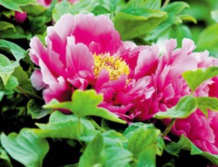 洛阳牡丹甲天下