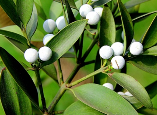 竹柏（罗汉松科竹柏属植物）