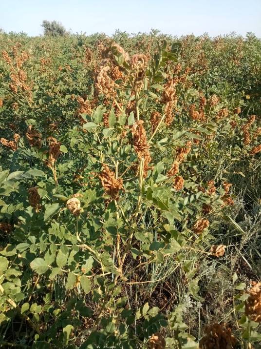 甘草(豆科甘草属的一种植物)