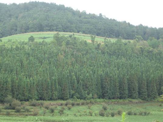 经济林（生产果品、食用油料等林产品）