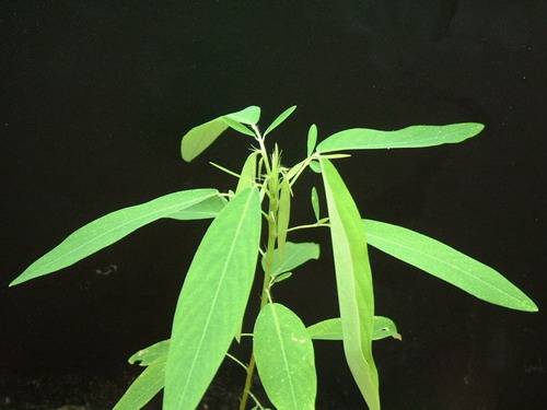 舞草（豆科舞草属植物）