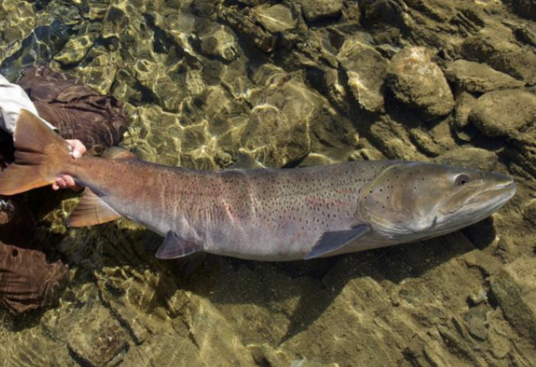 哲罗鱼(鲑科哲罗鱼属动物)