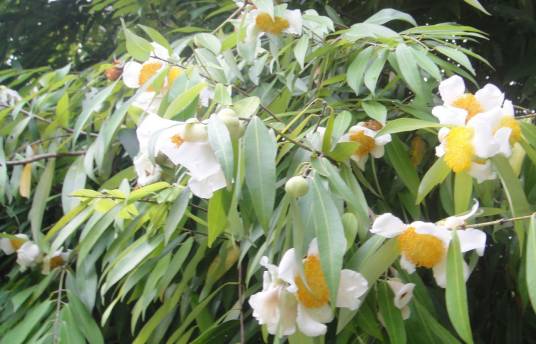 铁力木（红厚壳科铁力木属植物）