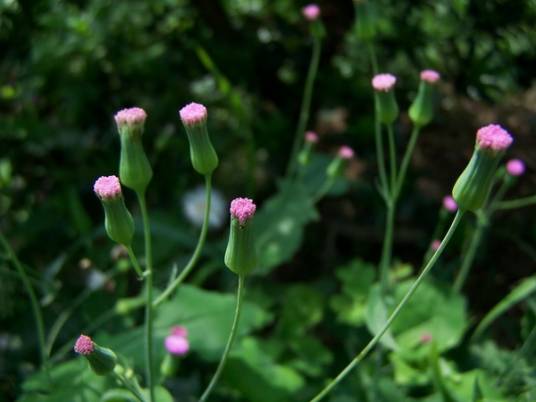 一点红（菊科一点红属植物）