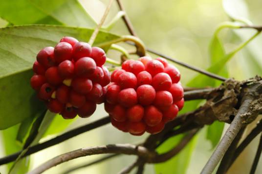 南五味子（五味子科南五味子属植物）