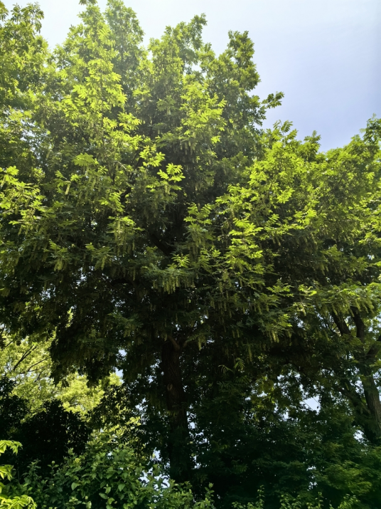 枫杨（胡桃科枫杨属的一种植物）