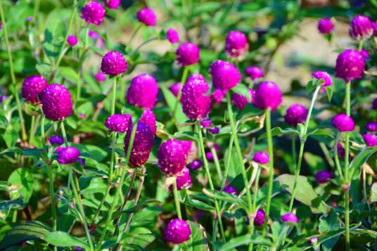 千日红（苋科千日红属植物）