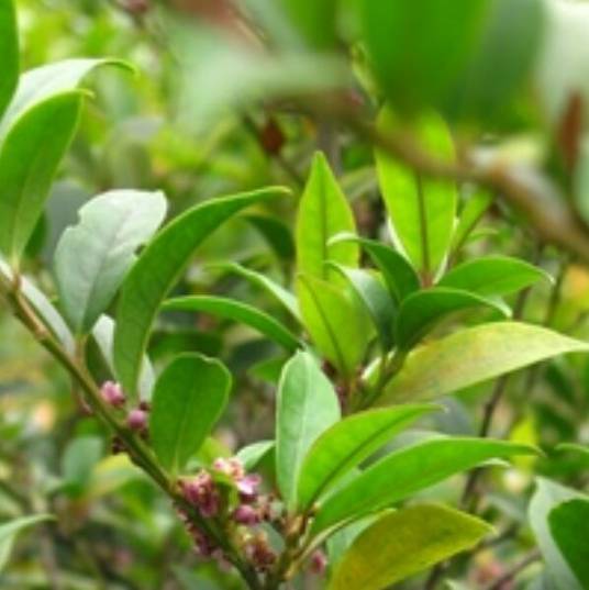 毛冬青（冬青科冬青属植物）