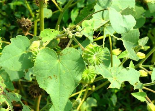 苘麻(锦葵科苘麻属植物)