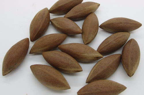 橄榄核（橄榄科植物）