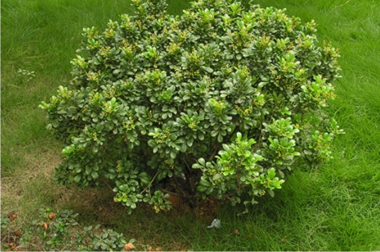 米仔兰(楝科米仔兰属植物)