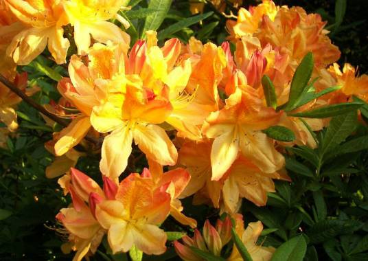 羊踯躅(杜鹃花科、杜鹃花属植物)