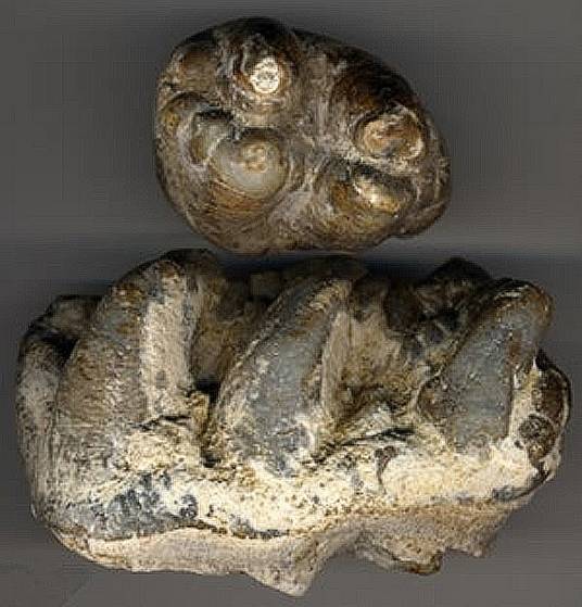 龙齿(牙齿化石)