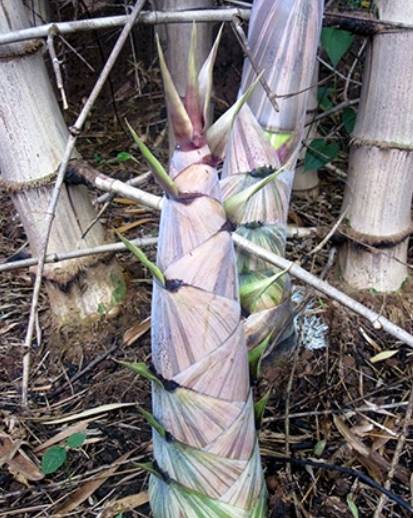 秋实（禾本科牡竹属植物）