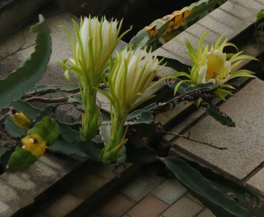 量天尺（仙人掌科量天尺属植物）