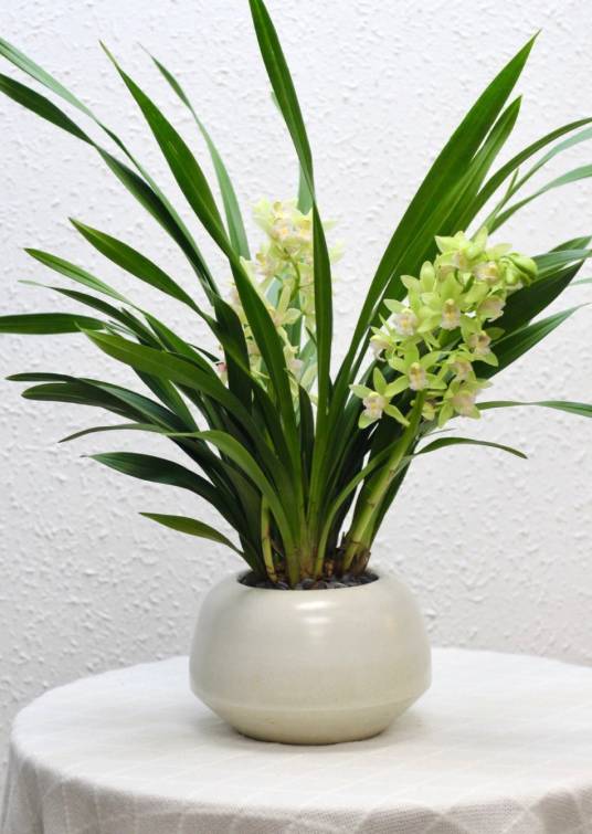 香兰（兰科香兰属植物）