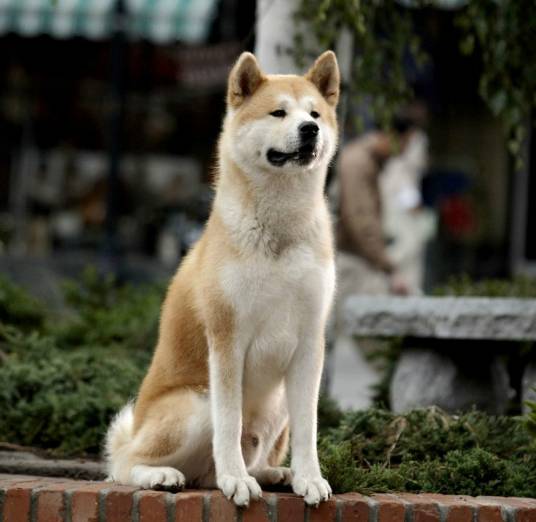 忠犬（忠心的狗）