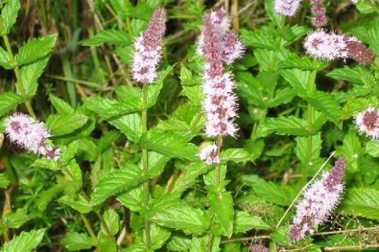 留兰香（唇形科薄荷属植物）