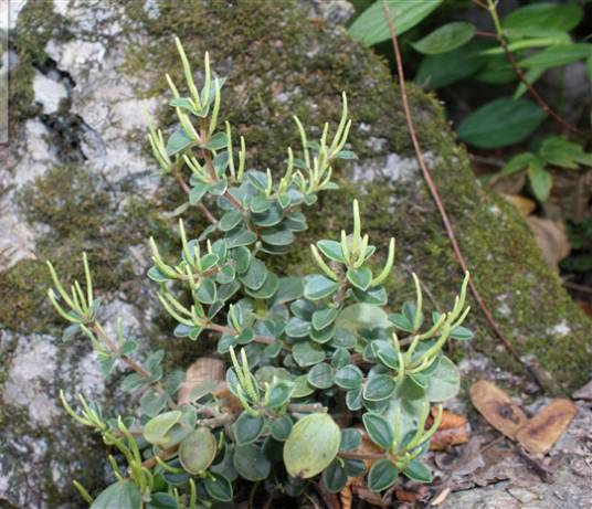 豆瓣绿（胡椒科草胡椒属植物）