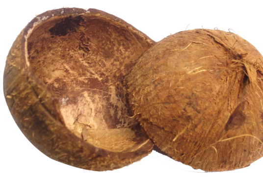 椰壳（棕榈科植物椰子的内果皮）