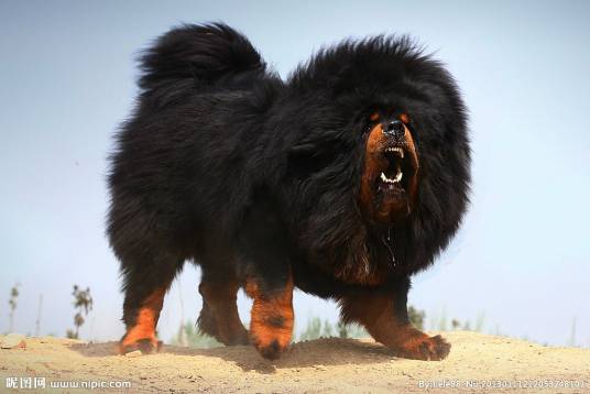 獒犬（食肉目犬科动物）