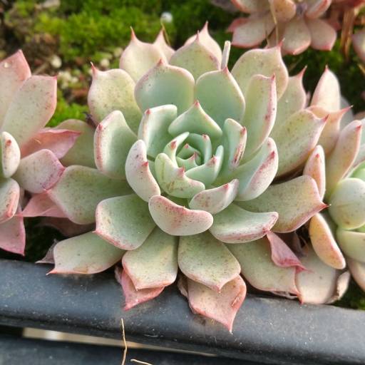 卡特斯（景天科拟石莲属植物）