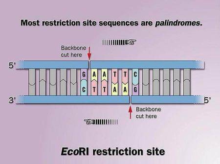 限制性核酸内切酶
