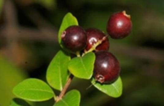 赤楠(桃金娘科蒲桃属植物)