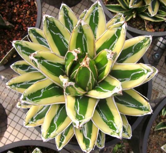 辉山（天门冬科龙舌兰属植物）