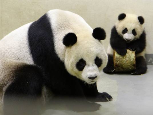 大熊猫圆圆
