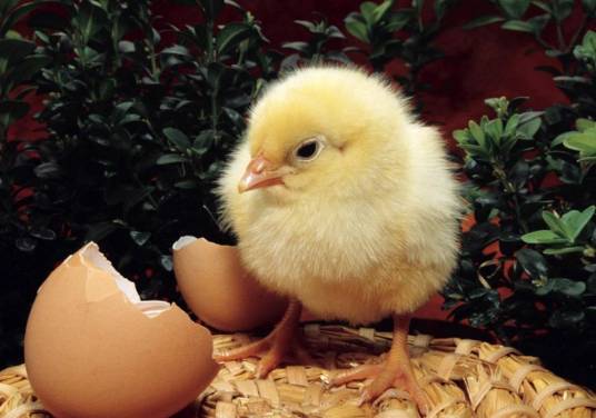小鸡(鸡的幼崽)